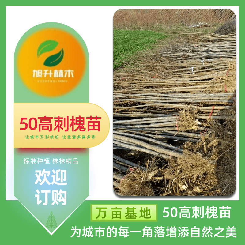 河南50高刺槐苗種植基地、批發(fā)價(jià)格、電話