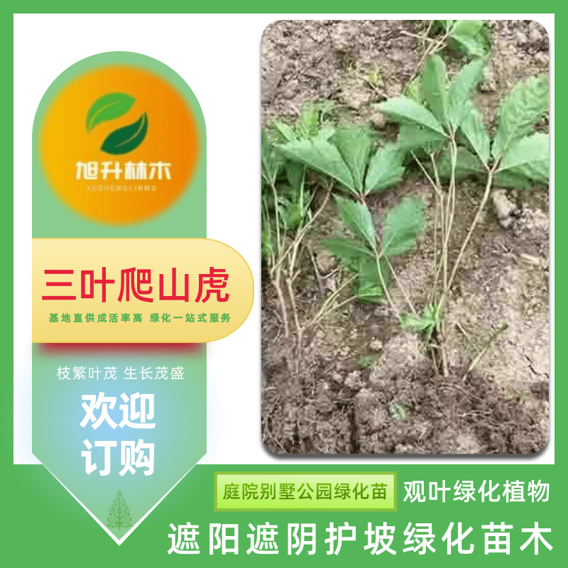 爬山虎樹(shù)苗基地、爬山虎基地批發(fā) 攀爬綠化小苗【民權(quán)旭升林木種植有限公司】