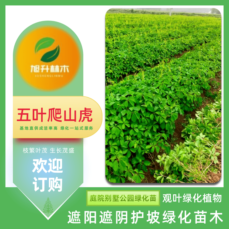 河南五葉爬山虎苗基地、批發(fā)價、哪里有五葉地錦爬山虎基地【民權(quán)旭升林木種植有限公司】