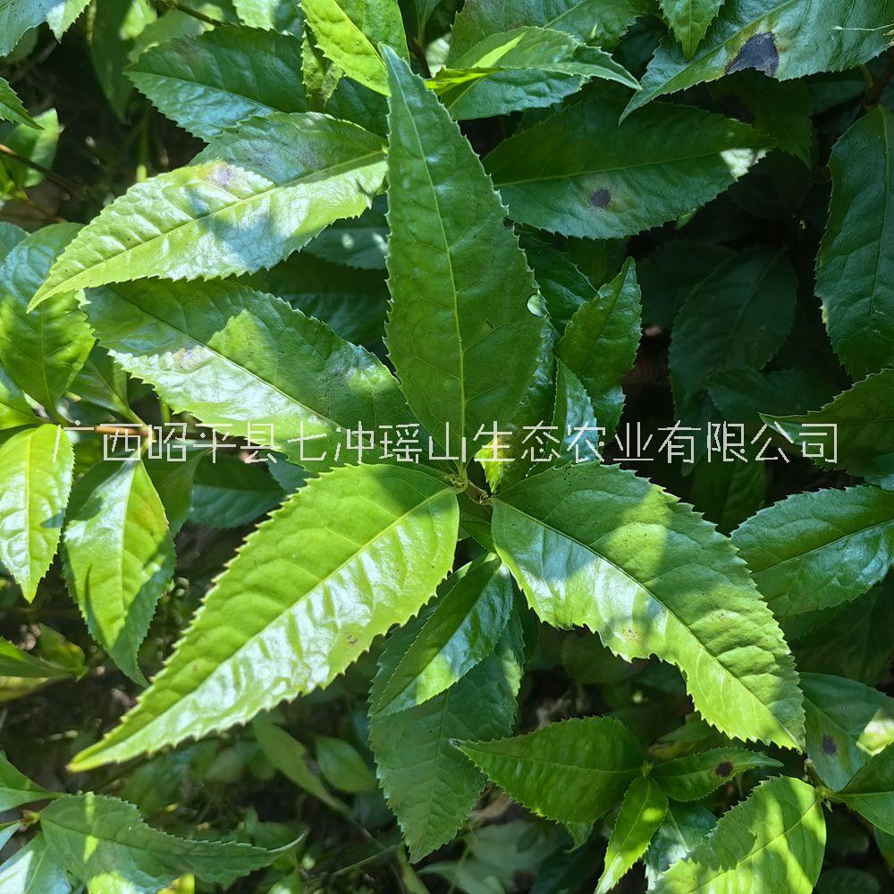 產(chǎn)地 草珊瑚 九節(jié)花 接骨蓮 草珊瑚苗