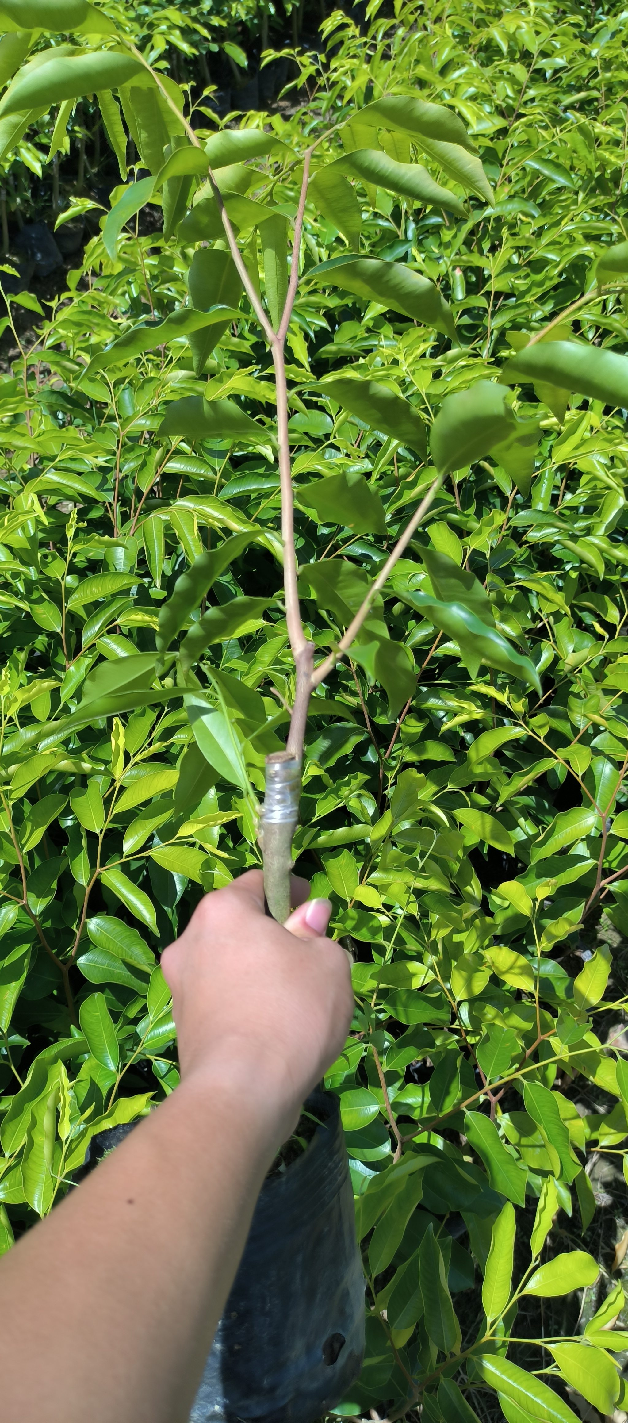 茂名棋楠沉香紫琪品種批發(fā)價(jià)格 廣東棋楠沉香紫琪品種基地