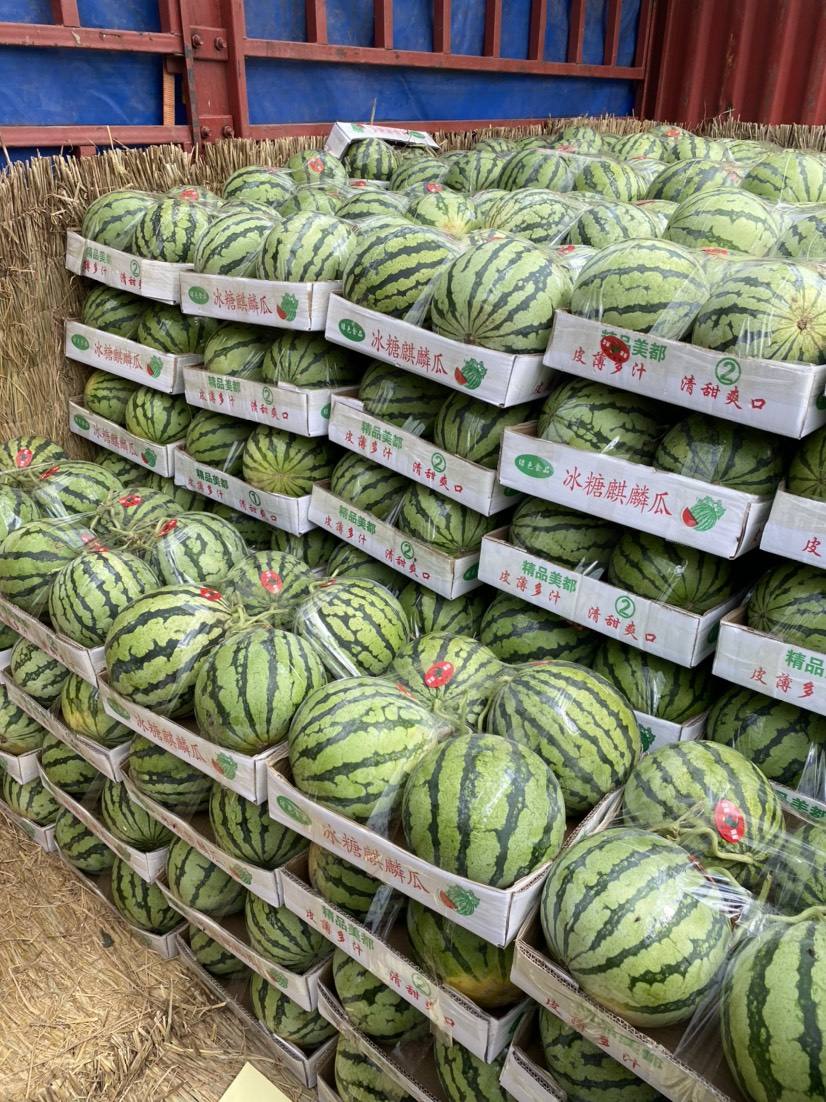 河南夏邑美都西瓜批發(fā)價格《商丘大棚西瓜上市時間》