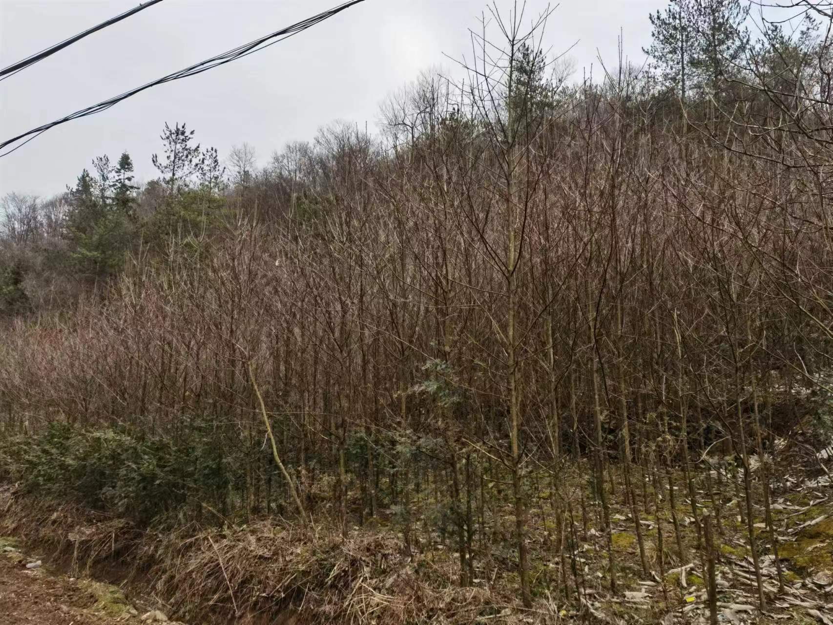 四川七葉樹(shù)種植基地現(xiàn)貨供應(yīng)-四川道路綠化七葉樹(shù)批發(fā)價(jià)格