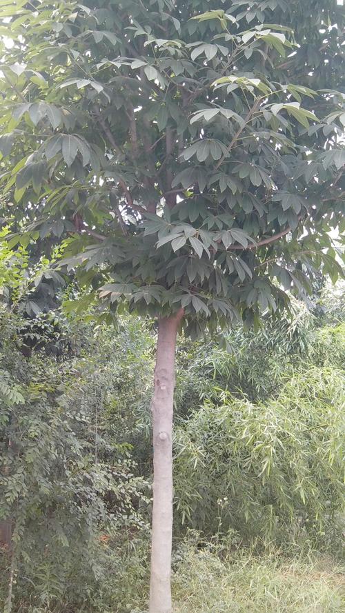 四川七葉樹(shù)種植基地現(xiàn)貨供應(yīng)-四川道路綠化七葉樹(shù)批發(fā)價(jià)格