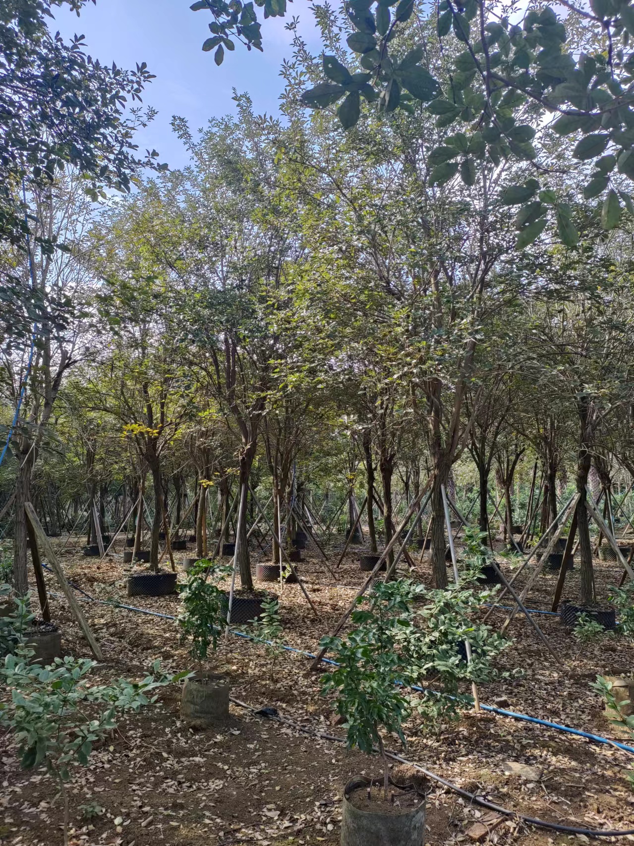 海南黃花風(fēng)鈴木批發(fā)-黃花風(fēng)鈴木基地-黃花風(fēng)鈴木價錢-黃花風(fēng)鈴木哪家好