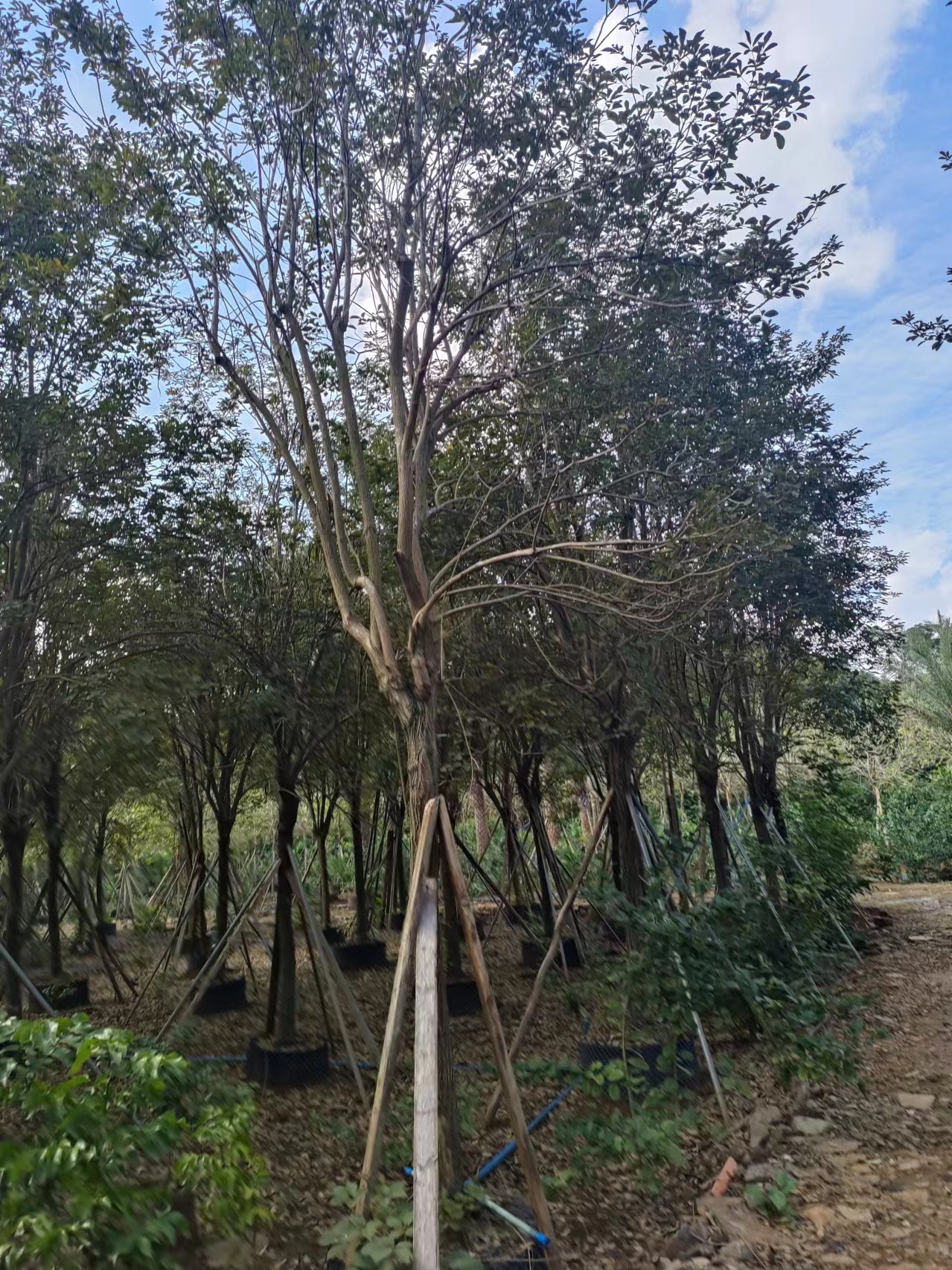 海南黃花風(fēng)鈴木批發(fā)-黃花風(fēng)鈴木基地-黃花風(fēng)鈴木價錢-黃花風(fēng)鈴木哪家好