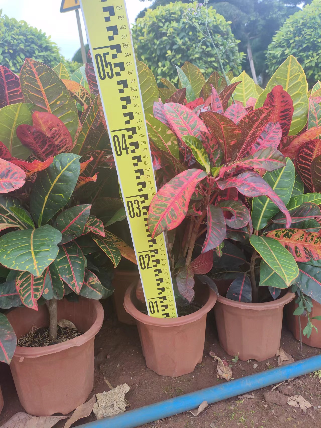 海南變?nèi)~木基地-變?nèi)~木批發(fā)-變?nèi)~木種植價錢-變?nèi)~木哪家好