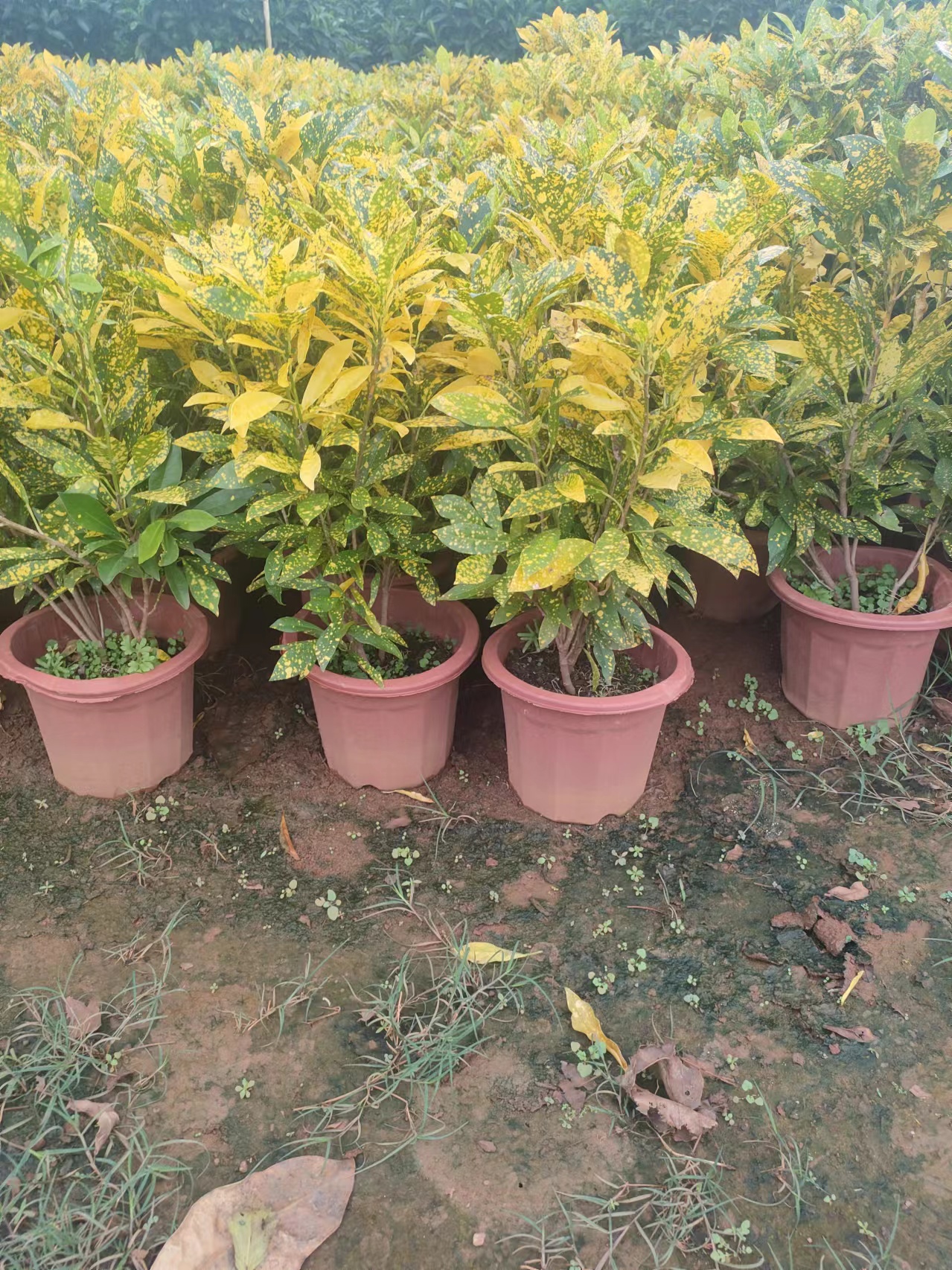 海南變?nèi)~木基地-變?nèi)~木批發(fā)-變?nèi)~木種植價錢-變?nèi)~木哪家好