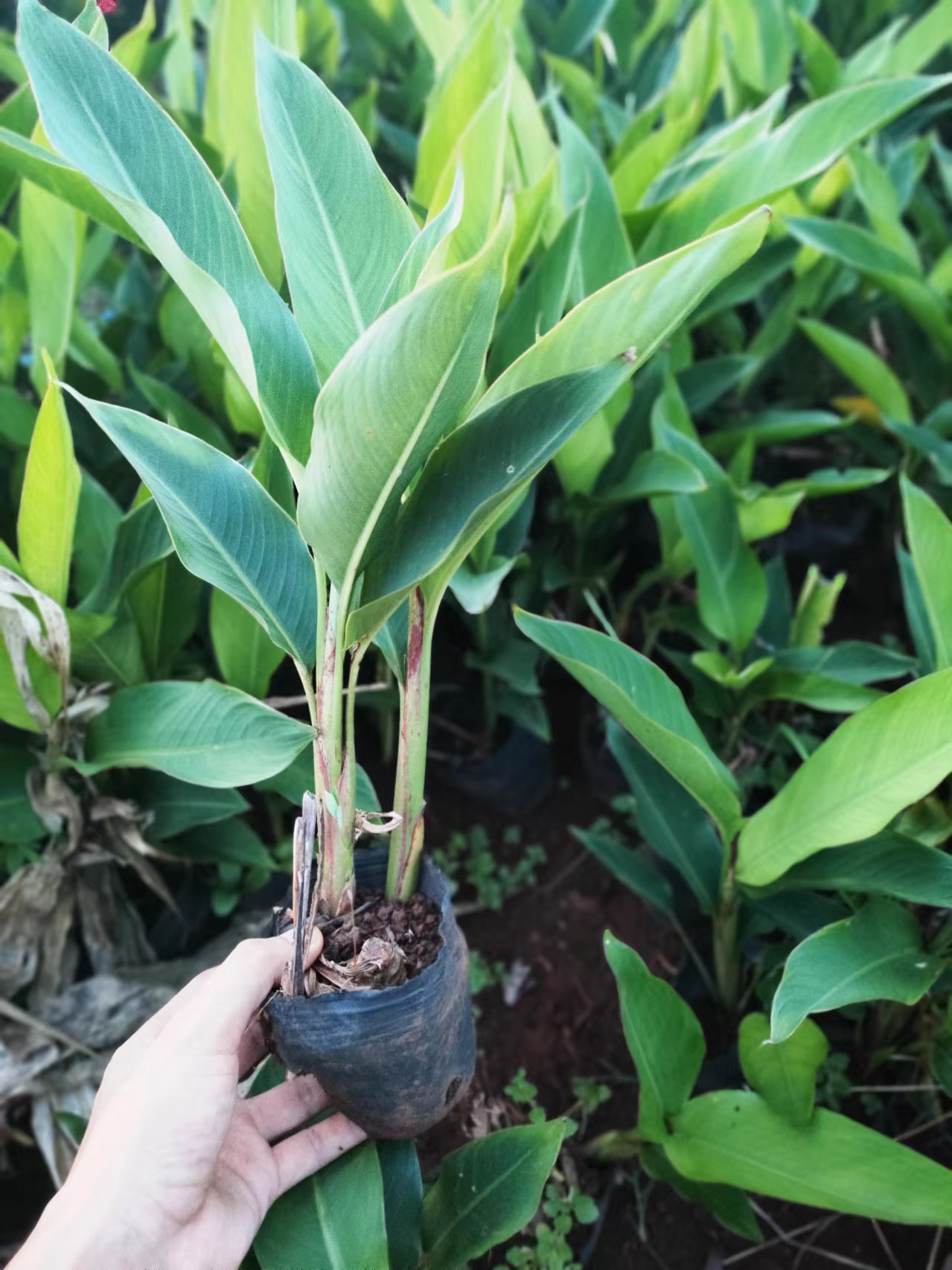 海南黃鳥焦基地-黃鳥焦批發(fā)-黃鳥焦種植苗圃-黃鳥焦哪家好