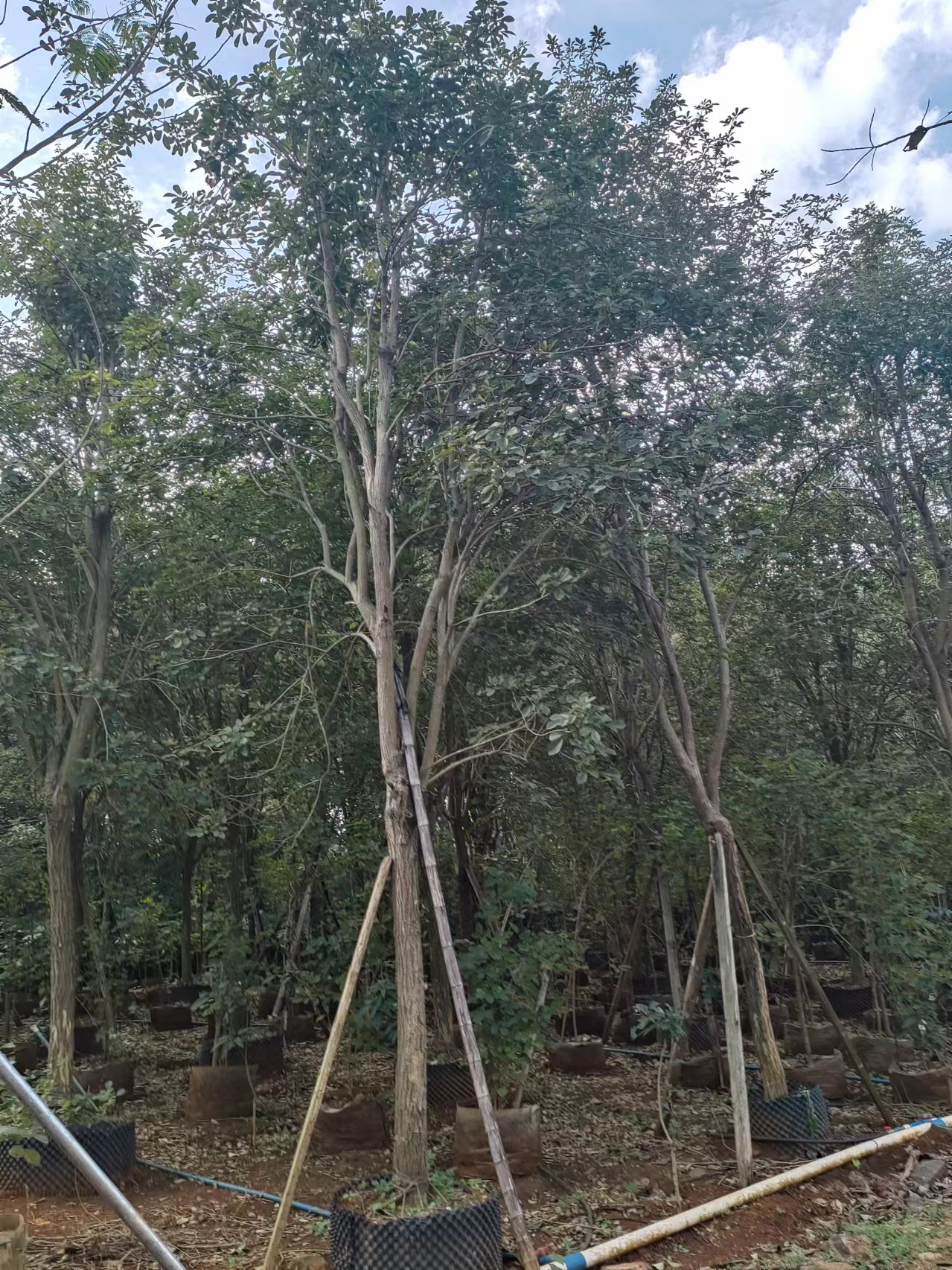 海南黃花風(fēng)鈴木批發(fā)-黃花風(fēng)鈴木基地-黃花風(fēng)鈴木價錢-黃花風(fēng)鈴木哪家好