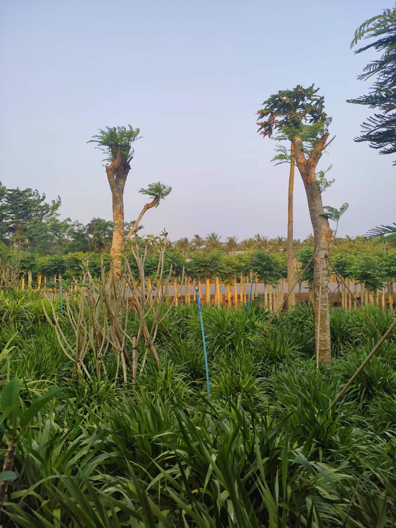 海南龍血樹(shù)基地-龍血樹(shù)苗圃-龍血樹(shù)批發(fā)-龍血樹(shù)多少錢(qián)-龍血樹(shù)哪家好