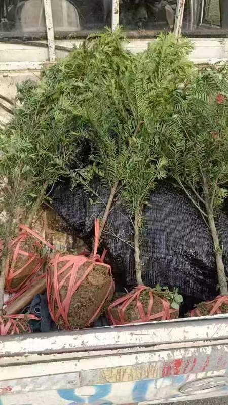 7公分 10-13公分南方紅豆杉多少錢一棵 .南方紅豆杉種植基地批發(fā)哪優(yōu)惠