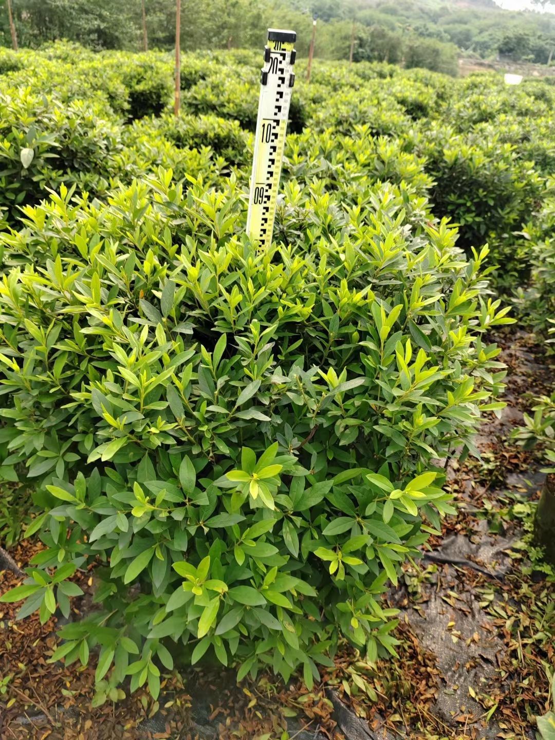 海南毛杜 鵑基地-毛杜 鵑批發(fā)-毛杜 鵑多少錢(qián)-毛杜 鵑種植哪家好