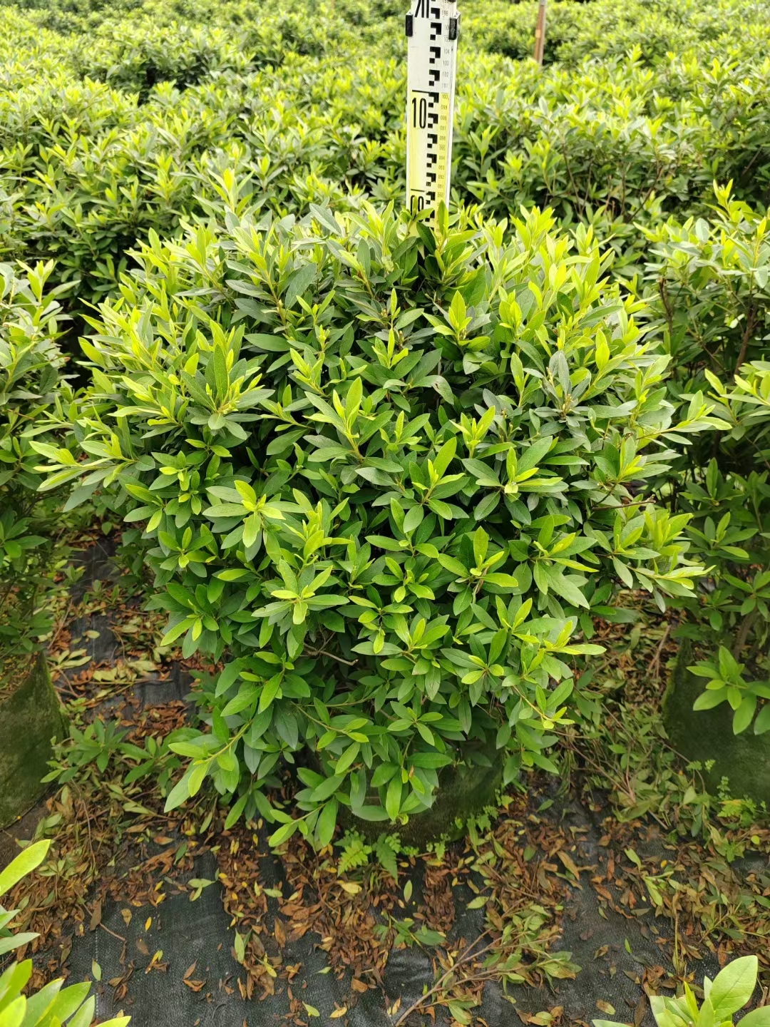 海南毛杜 鵑基地-毛杜 鵑批發(fā)-毛杜 鵑多少錢(qián)-毛杜 鵑種植哪家好