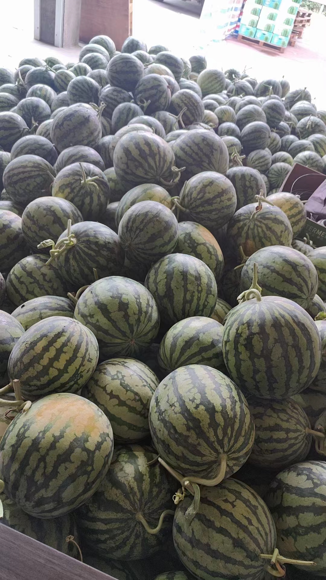 西瓜基地批發(fā) 云南 江蘇 寧夏