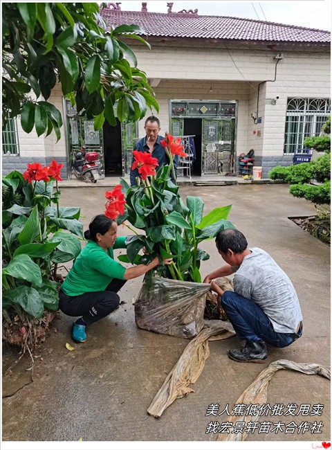 冷門貨湖南美人蕉,瀏陽美人蕉,木芙蓉,夾竹桃大批量種植前景如何 美人蕉